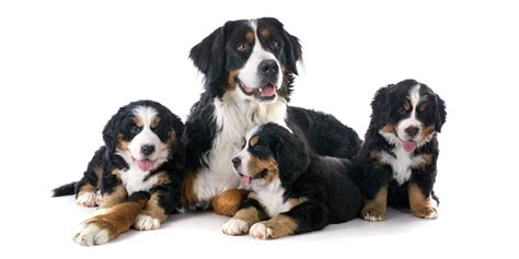 1 Bernese Mountain Dog Puppies For Sale In California