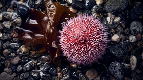 How Norwegian Research Can Rescue The Seabed From Sea Urchins The