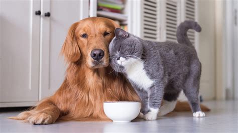 Compare dry cat food vs. Can Cats Eat Dog Food? Comparing Cat And Dog Diets
