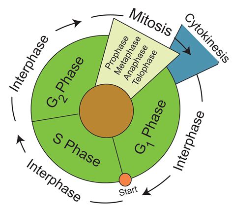 Cell Cycle Phases