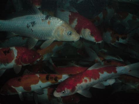 Pengiriman cepat pembayaran 100% aman. jasa perawatan aquarium/kolam: jual ikan hias air tawar ...