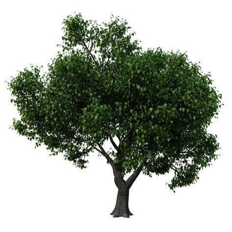 Isolated Tree High Res 17219851 Png