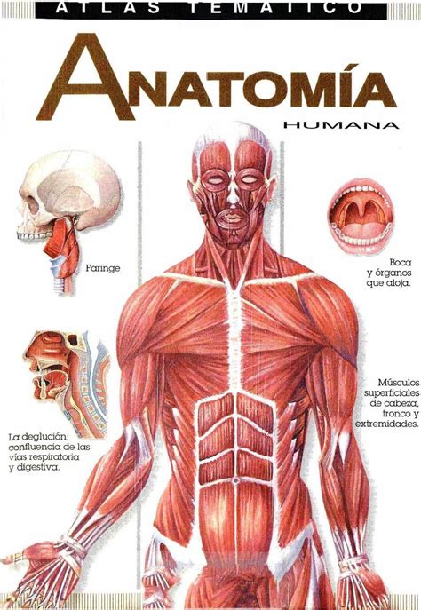 Qué Es La Anatomía Humana4 Seres Pensantes