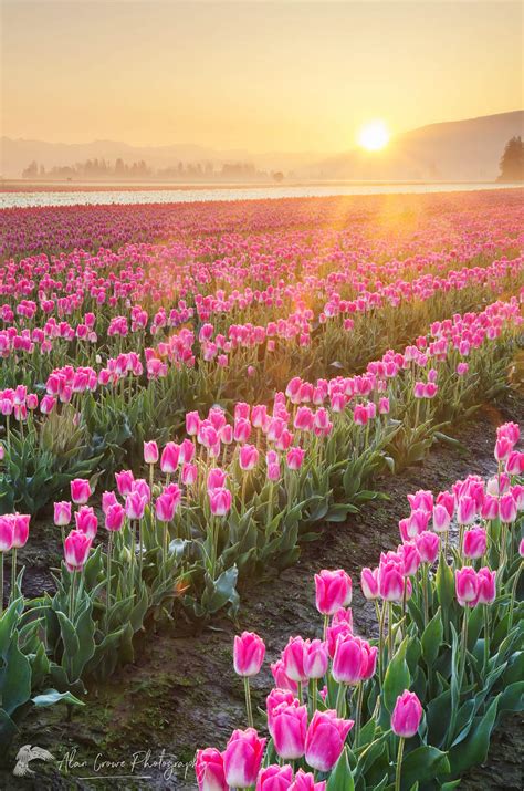 Skagit Valley Tulip Fields Washington Alan Crowe Photography