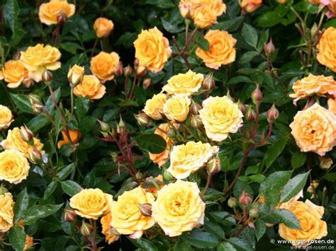 Buy Yellow Clementine Miniature Rose Agel Rosen
