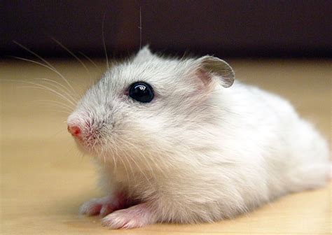 Russian Dwarf Hamster Facts Care Campbell Hamsters