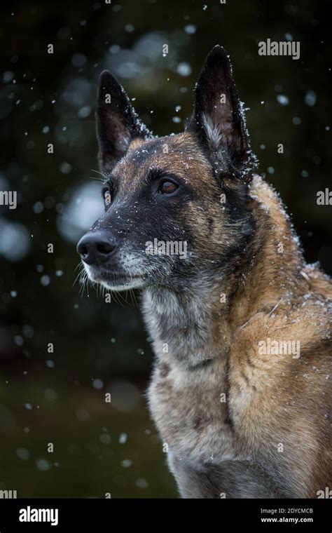 Old Belgian Shepherd Dog Malinois Portrait Snowy Winter Day Stock