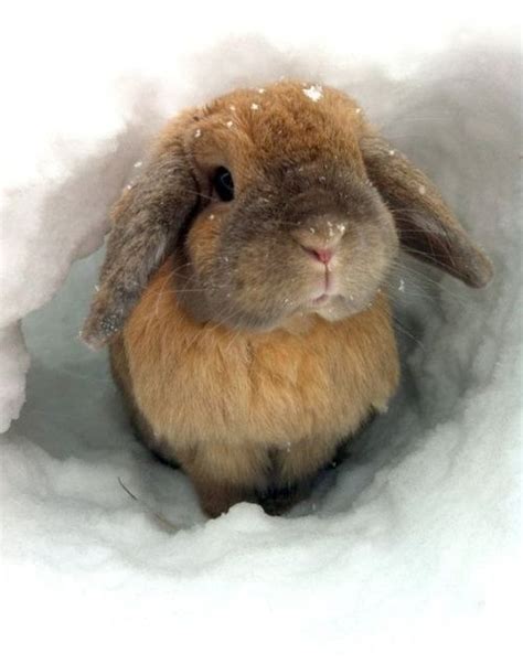 Cold Bunny Cute Animals Funny Animals Cute Creatures