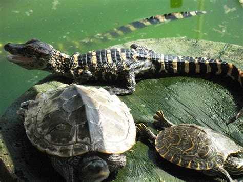 Louisiana Swamp Gator Marrero La Baby Gator And Turtles Lafitte