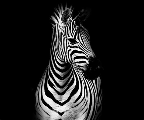 1366x768px 720p Free Download Zebra Contrast Animal Black Dark
