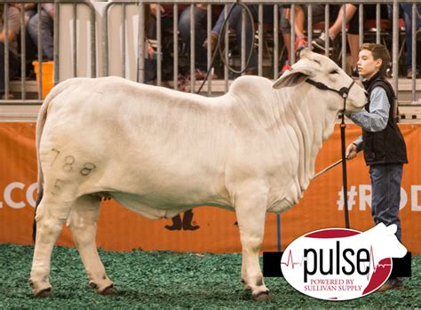 Houston Livestock Show Grey Brahman Heifer Champions The Pulse