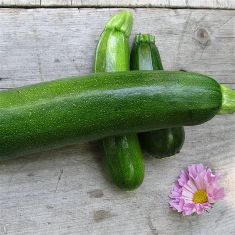 Black Beauty Zucchini Seeds Hudson Valley Seed Company