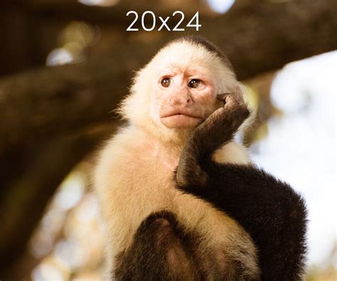 Impresión fotográfica de un mono en Costa Rica fotografía de Etsy México
