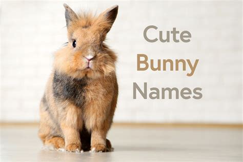 Cute Bunny Names 100 Best Rabbit Name Ideas My House Rabbit