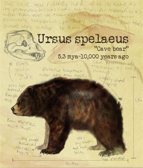 An Awesome Series Showing Some Prehistoric Bears And The Changes That
