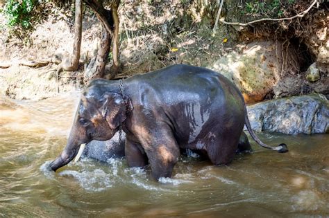 Thai Elephants Taking A Bath With Mahout In Maesa Elephant Camp Chiang Mai Thailand Premium