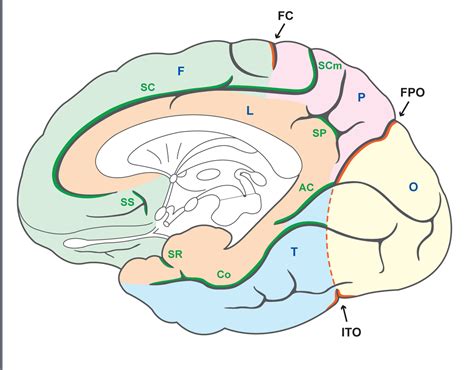 Anatomie Du Cortex Cérébral Délimitations Des Lobes Figure 2