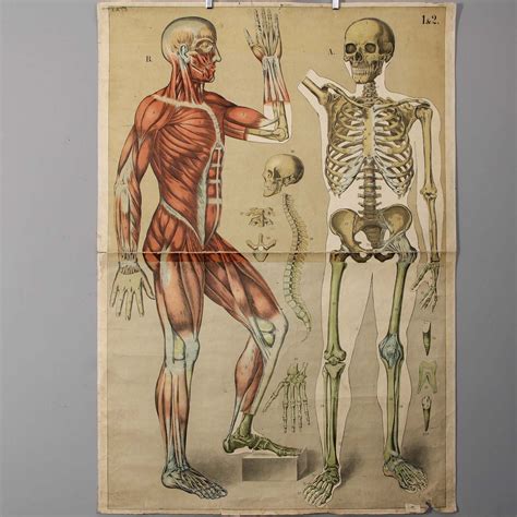 Reserved For Madeleine Anatomical Vintage Human Body Biology School