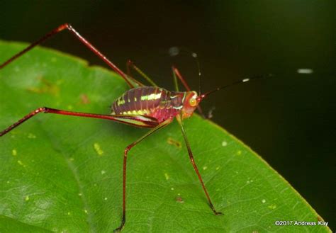 Katydid Nymph Ceraia Or Euceraia Sp Ecuador Nymph Grasshopper