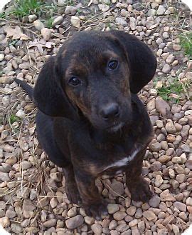 Our goai is the provide safe, ioving foster and adoptive homes for our beagies for. Richmond, VA - Plott Hound Mix. Meet Dixie a Puppy for ...