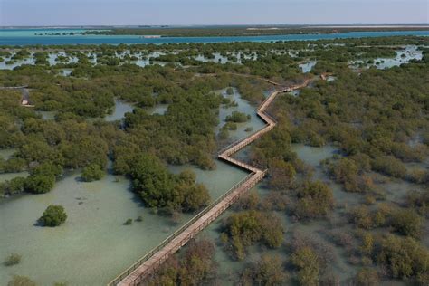 Abu Dhabis New Mangrove Walk How To Get There Opening Times And What