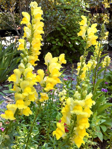 Sunlight level is often the most important factor in bloom results. bright yellow snapdragons | Amazing flowers, Perennial ...