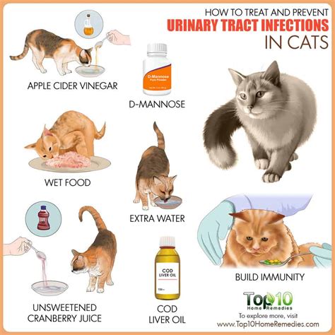 How To Treat And Prevent Urinary Tract Infections In Cats Top 10 Home