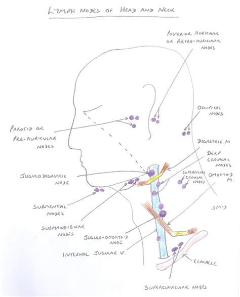 Head And Neck Lymphatics Diagram Quizlet
