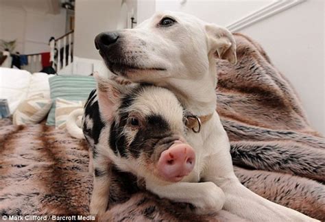 Pig And Dog Best Friends D Pigs Pinterest