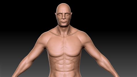3d Muscle Man Anatomy