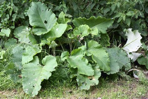 A Guide To Useful And Edible Weeds Love The Garden