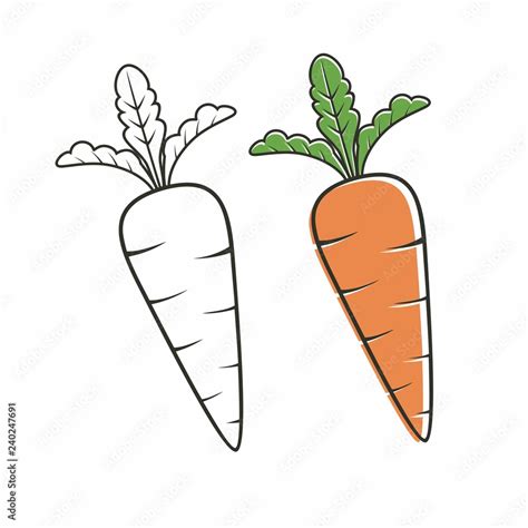 Carrot Vector Isolated On White With Outline Drawing Stock Vector