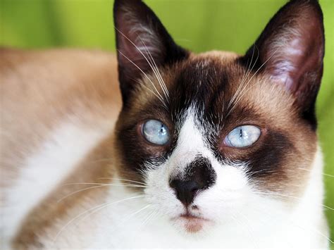 Cute Snowshoe Siamese Cat With Blue Eyes Photograph By Colorful Points