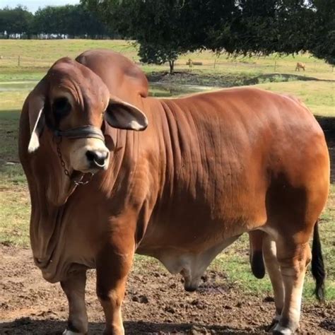 Red Brahman Bull Rmc Monte Monsant 317 From Rancho Monte Cristo