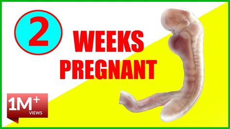 Symptoms Of 2 Week Pregnancy 2 Weeks Pregnant Symptoms Tips And More