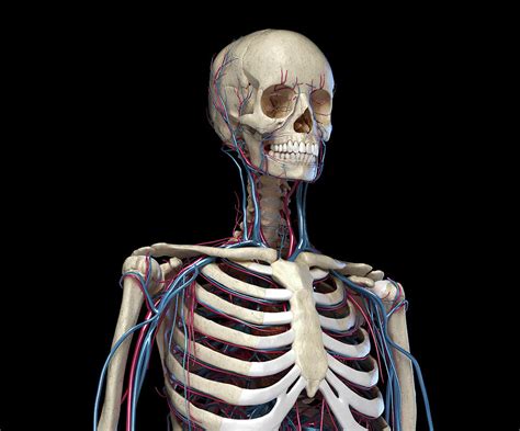 Front View Of Human Torso Skeleton Photograph By Pixelchaos Fine Art