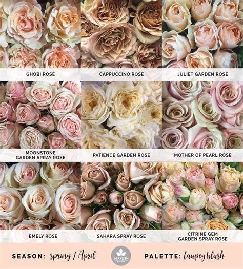Mayesh Cooler Picks Taupey Blush Juliet Garden Rose Rose Varieties