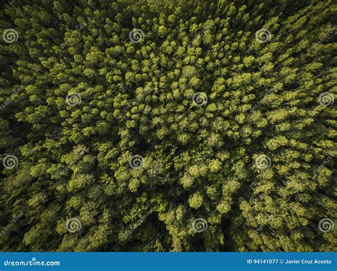 Aerial View Of Trees Stock Image Image Of Photograph 94141077