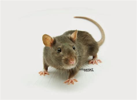 Demikian sedikit fakta mengenai cara membuat perangkap tikus elektrik sederhana dan sangat mudah. Buat Sendiri Perangkap Tikus | !!Pecahan Hidup!!