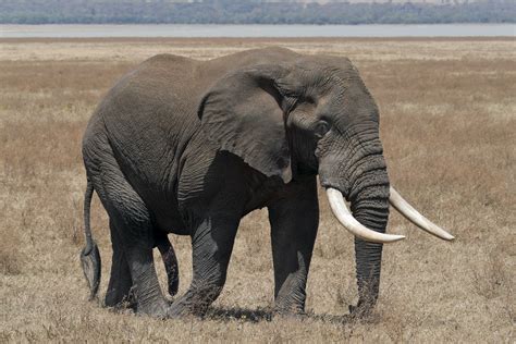 Arquiteta Giovanna Ribeiro Elefante Principais H Bitos