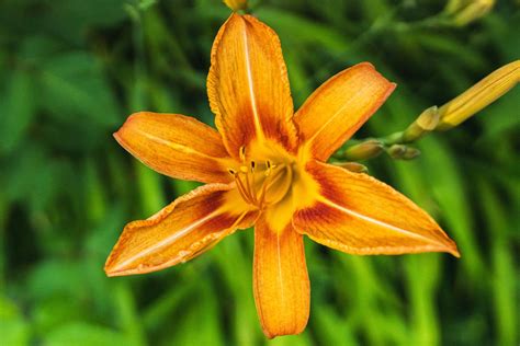 How To Grow And Care For Orange Daylily