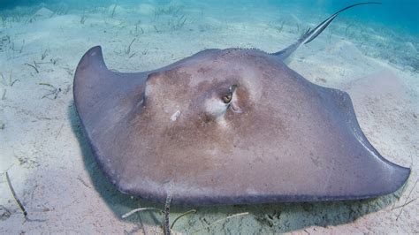 Is A Stingray A Herbivore Carnivore Or Omnivore Leoancebrowning