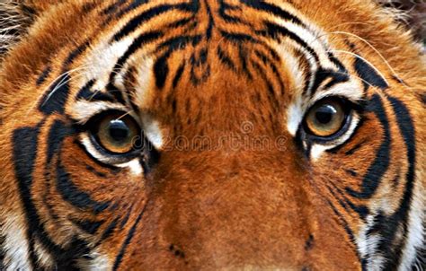 Tigers Eyes The Sumatran Tiger Tigers Eyes Ad Eyes Tigers
