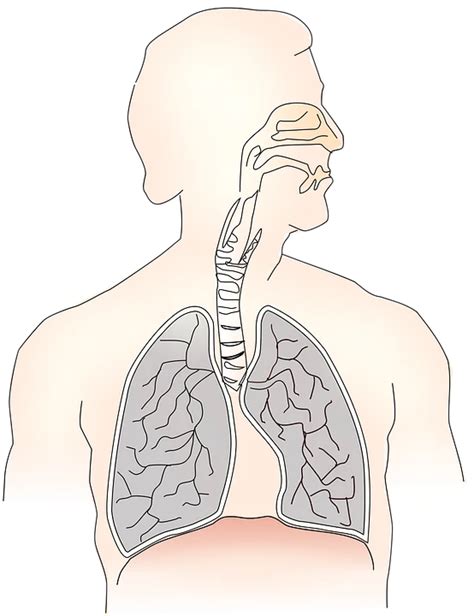 The Respiratory System The Wellness Practitioner