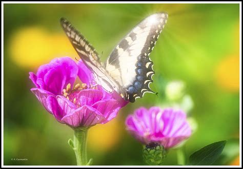 Tiger Swallowtail Butterfly Zinnia Flower Photograph By A Macarthur