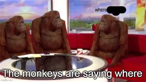 Monkeys Are Talking Where Imgflip