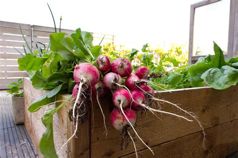 How To Use Radishes In A Variety Of Dishes Thoroughly Nourished Life