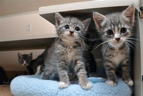 Baby Kittens For Adoption Friendicoes Kitten Adoption Delhi Ncr Only