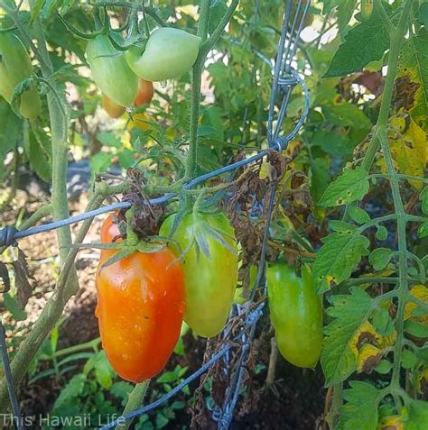 Growing Tomatoes In Hawaii This Hawaii Life