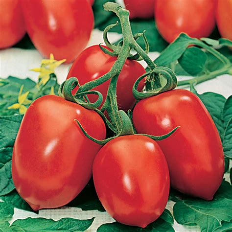 Tomato Roma Vf Seedsd T Brown Vegetable Seeds